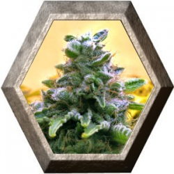 Top 69 Auto 1 semilla Advanced Seeds ADVANCED SEEDS ADVANCED SEEDS