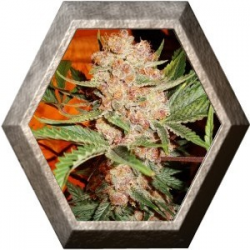 Bubblelicious 5 semillas Nirvana Seeds NIRVANA SEEDS NIRVANA SEEDS