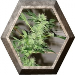 Chrystal 5 semillas Nirvana Seeds NIRVANA SEEDS NIRVANA SEEDS