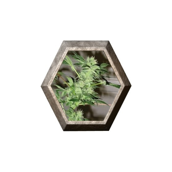 Chrystal 5 semillas Nirvana Seeds NIRVANA SEEDS NIRVANA SEEDS