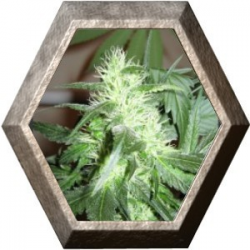 Ice 5 semillas Nirvana Seeds NIRVANA SEEDS NIRVANA SEEDS