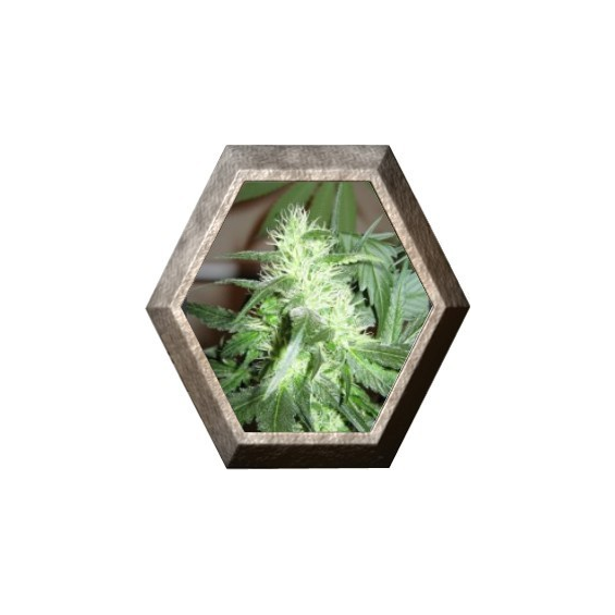 Ice 5 semillas Nirvana Seeds NIRVANA SEEDS NIRVANA SEEDS