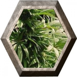 Indoor Mix 5 semillas Nirvana Seeds NIRVANA SEEDS NIRVANA SEEDS