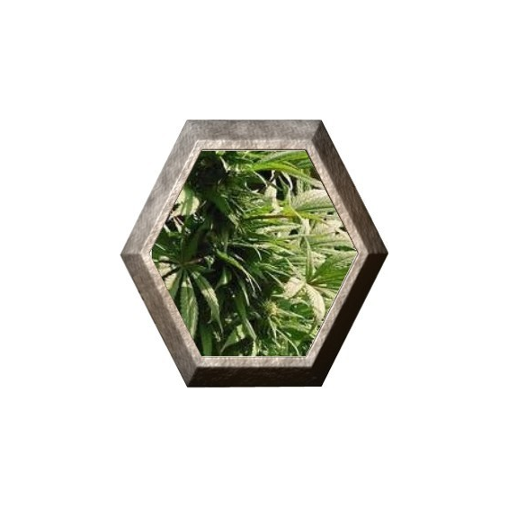 Indoor Mix 5 semillas Nirvana Seeds NIRVANA SEEDS NIRVANA SEEDS