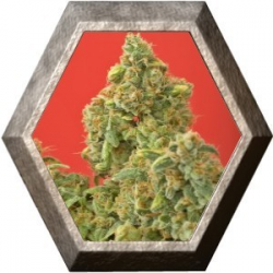 Kaya Gold 5 semillas Nirvana Seeds NIRVANA SEEDS NIRVANA SEEDS