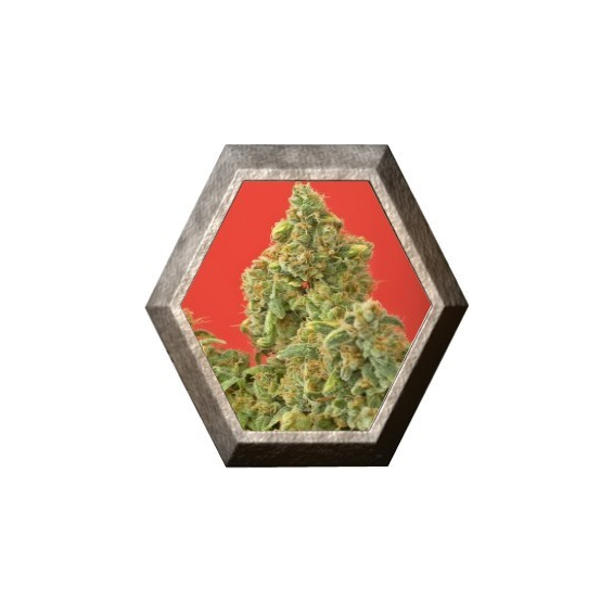 Kaya Gold 5 semillas Nirvana Seeds NIRVANA SEEDS NIRVANA SEEDS