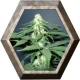 Master Kush 5 semillas Nirvana Seeds NIRVANA SEEDS NIRVANA SEEDS