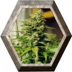 Medusa 5 semillas Nirvana Seeds NIRVANA SEEDS NIRVANA SEEDS