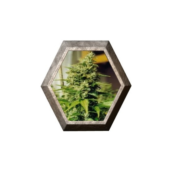 Medusa 5 semillas Nirvana Seeds NIRVANA SEEDS NIRVANA SEEDS