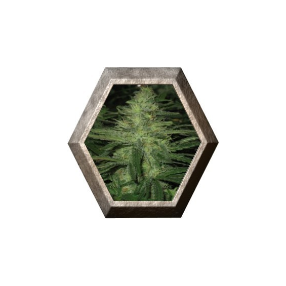 Northern Light 5 semillas Nirvana Seeds NIRVANA SEEDS NIRVANA SEEDS