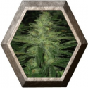 Northern Light 5 semillas Nirvana Seeds