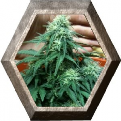 Short Rider 5 semillas Nirvana Seeds NIRVANA SEEDS NIRVANA SEEDS