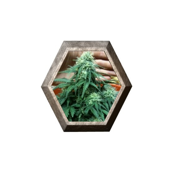 Short Rider 5 semillas Nirvana Seeds NIRVANA SEEDS NIRVANA SEEDS