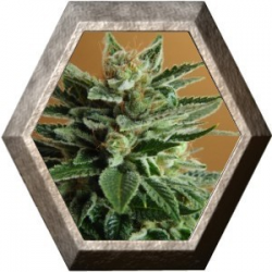 Snow White 5 semillas Nirvana Seeds NIRVANA SEEDS NIRVANA SEEDS