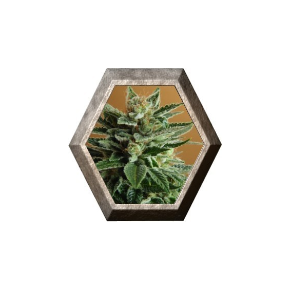 Snow White 5 semillas Nirvana Seeds NIRVANA SEEDS NIRVANA SEEDS