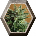 Snow White 5 semillas Nirvana Seeds