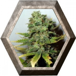 Super Skunk 5 semillas Nirvana Seeds NIRVANA SEEDS NIRVANA SEEDS