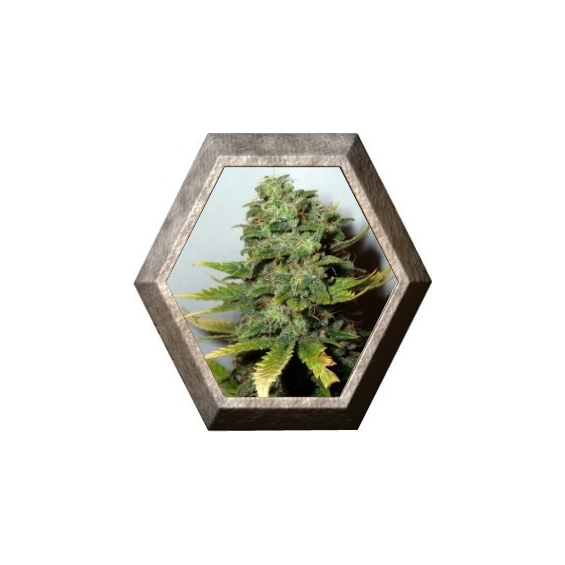 Super Skunk 5 semillas Nirvana Seeds NIRVANA SEEDS NIRVANA SEEDS