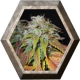 Swiss Cheese 5 semillas Nirvana Seeds NIRVANA SEEDS NIRVANA SEEDS