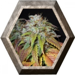 Swiss Cheese 5 semillas Nirvana Seeds NIRVANA SEEDS NIRVANA SEEDS