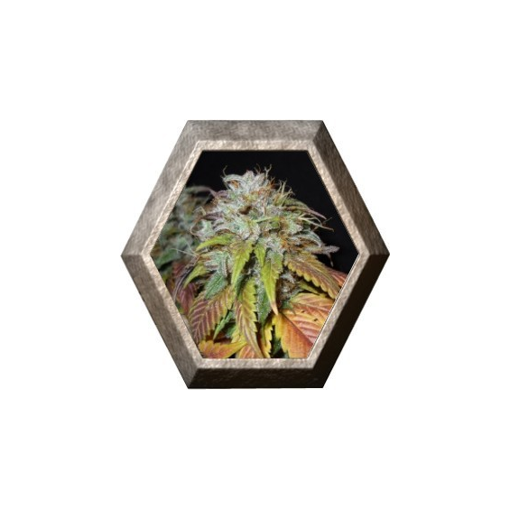 Swiss Cheese 5 semillas Nirvana Seeds NIRVANA SEEDS NIRVANA SEEDS