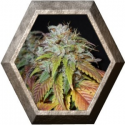 Swiss Cheese 5 semillas Nirvana Seeds