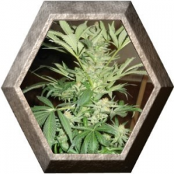 White Rhino 5 semillas Nirvana Seeds NIRVANA SEEDS NIRVANA SEEDS