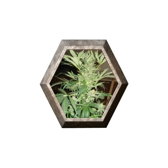 White Rhino 5 semillas Nirvana Seeds NIRVANA SEEDS NIRVANA SEEDS