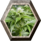 White Widow 5 semillas Nirvana Seeds NIRVANA SEEDS NIRVANA SEEDS