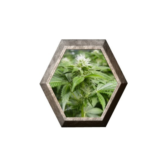 White Widow 5 semillas Nirvana Seeds NIRVANA SEEDS NIRVANA SEEDS