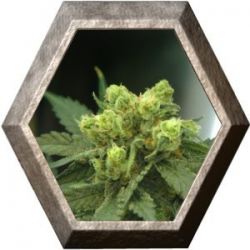 Wonder Woman 5 semillas Nirvana Seeds NIRVANA SEEDS NIRVANA SEEDS