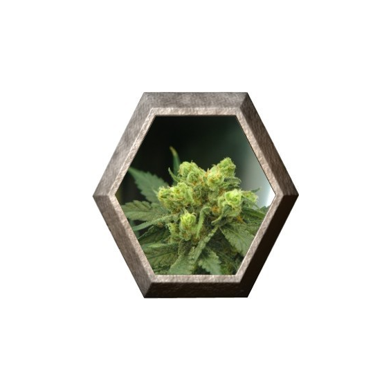 Wonder Woman 5 semillas Nirvana Seeds NIRVANA SEEDS NIRVANA SEEDS