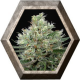 Ripper Haze 1 semilla Ripper Seeds RIPPER SEEDS RIPPER SEEDS