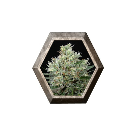 Ripper Haze 1 semilla Ripper Seeds RIPPER SEEDS RIPPER SEEDS