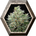 Ripper Haze 1 semilla Ripper Seeds