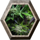 Blue Pyramid 1 semilla Pyramid Seeds PYRAMID SEEDS PYRAMID SEEDS