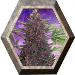 Purple Kush Auto 1 semilla Buddha Seeds BUDDHA SEEDS BUDDHA SEEDS