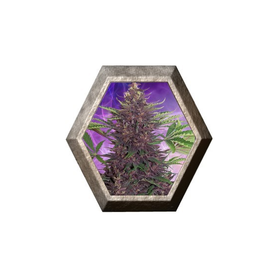 Purple Kush Auto 1 semilla Buddha Seeds BUDDHA SEEDS BUDDHA SEEDS