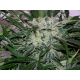 Syrup Auto 1 semilla Buddha Seeds BUDDHA SEEDS BUDDHA SEEDS