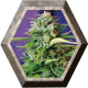 Jack 47 Auto 3 semillas Sweet Seeds SWEET SEEDS  SWEET SEEDS