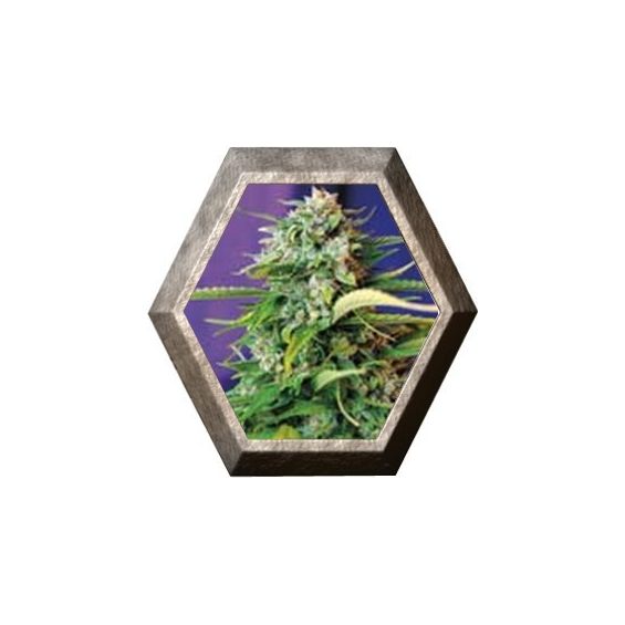 Jack 47 Auto 3 semillas Sweet Seeds SWEET SEEDS  SWEET SEEDS