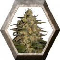 Silver Jack 5 semillas Seedmakers