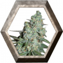 Wonder Skunk 5 semillas Seedmakers