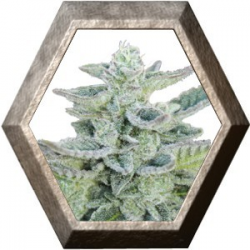 Super Kush 5 semillas Seedmakers SEEDMAKERS SEEDMAKERS