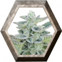 Super Kush 5 semillas Seedmakers