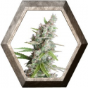 AK Auto 5 semillas Seedmakers