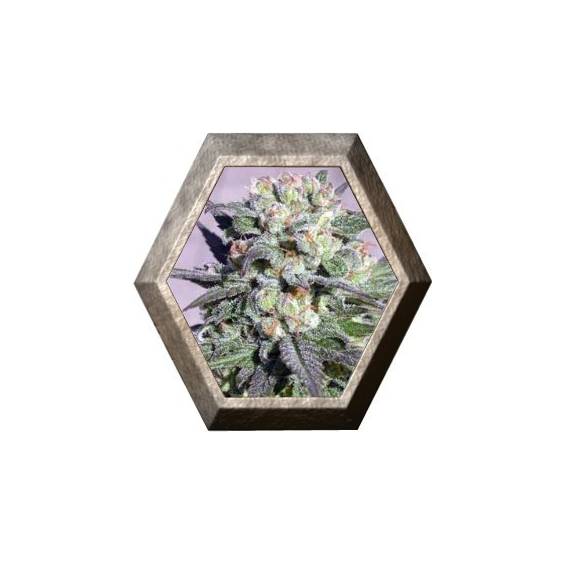 Warlock 6 semillas Serius Seeds SERIUS SEEDS SERIUS SEEDS