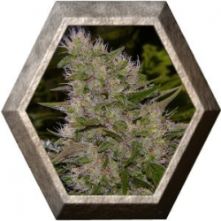 Critical Mass Regular 15 semillas Mr Nice Seedbank MR NICE SEEDBANK MR NICE SEEDBANK