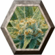 Super Silver Haze Regular 15 semillas Mr Nice Seedbank MR NICE SEEDBANK MR NICE SEEDBANK