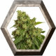 AutoXtreme 3 semillas Dutch Passion DUTCH PASSION SEEDS DUTCH PASSION SEEDS